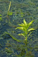 /album/termeszetfotok/kibujt-a-patakbol-jpg/